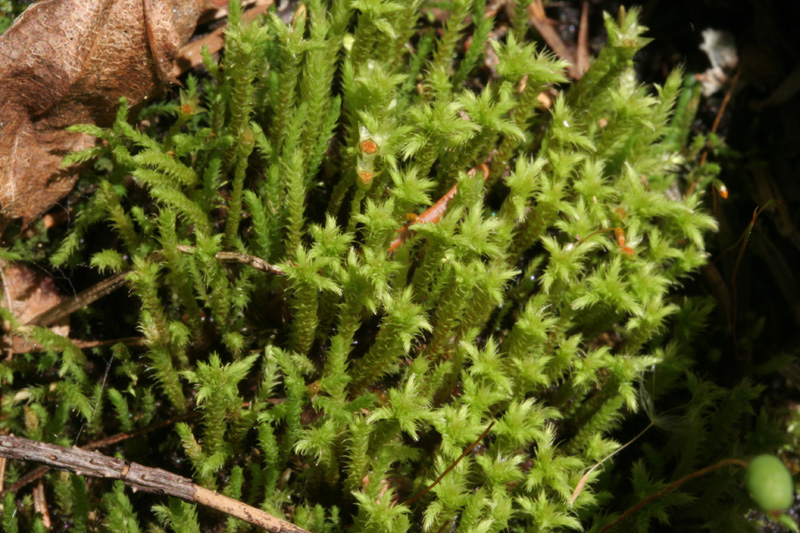 Philonotis fontana var. fontana
